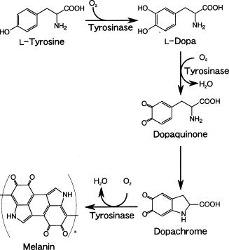 미백 활성 관련 tyrosinase 경로