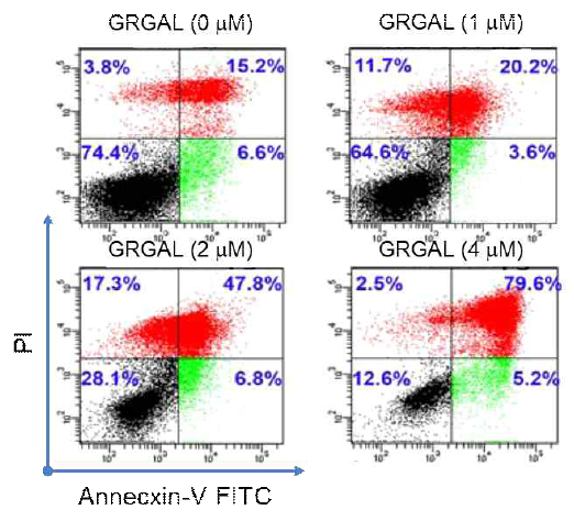 GRGAL의 WEHI-3 혈액암 세포주 대상 apoptosis화 검정
