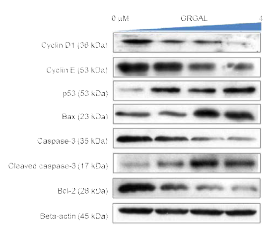 GRGAL의 WEHI-3 혈액암 세포주 내 apoptosis 관련 단백질에 대한 영향