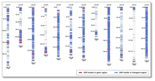 고추 염색체에서 SNP 표지인자 분포 (HRM marker=37,115)