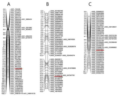 염색체 1번, 3번, 5번의 중요 유전자 위치. (A) 1번 염색체, (B) 3번 염색체, (C) 5번 염색체