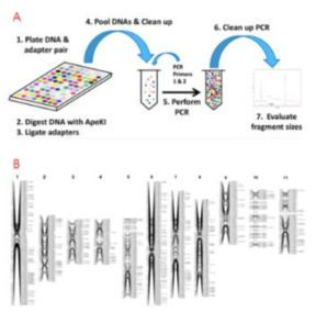 Genotyping by sequencing (GBS) 기술을 이용한 고밀도 유전자 지도 작성 (A) GBS 라이브러리 제작 단계 [Elshire RJ et al. (2011) A Robust, Simple Genotyping-by-Sequencing (GBS) Approach for High Diversity Species. PLoS ONE 6(5):e19379] (B) GBS 기술을 이용하여 제작된 녹두 190 F6 RIL 집단의 고밀도 유전자 지도 [Kang et al. (2014) Genome sequence of mungbean and insights into evolution within Vigna species. Nature communications 5:5443]