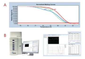 (A) High Resolutin Melting analysis (B) Fragment analyzer을 이용한 SSR marker genotyping