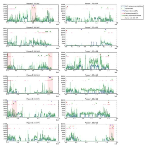 Genomic distributions of genetic markers and candidate genes in pepper genome. Blue and green lines show histogram of SNPs between parents and known SNPs, respectively. Blue and red inverted triangles point known disease-resistance QTLs of pepper and tomato, respectively. Green and pink inverted triangles indicate differentially expressed genes and NBS-LRR genes, respectively