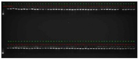 고추 genomic DNA agarose gel 사진