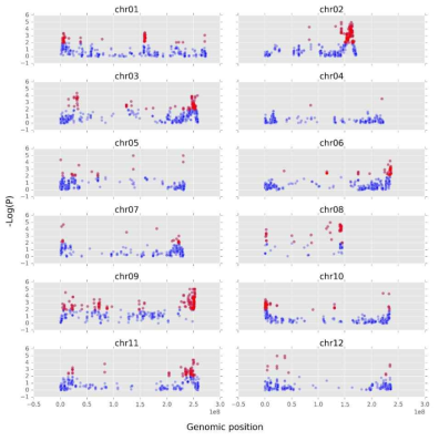 Segregation distortion distribution of 5433 SNPs that showed less than 20 percent of missing genotypes. Y axis represents –Log(P value) and red dots depict SNPs with segregation distortion