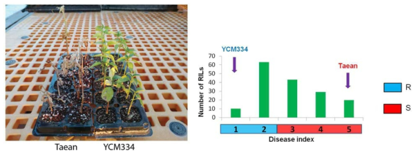 Frequency distribution of 169 recombinant inbred lines (RILs) derived from YCM334 x Taean cross for bacterial wilt (BW)resistance. The means of the BW scores for YCM334 (resistant parent) and Taean (susceptible parent) were indicated by arrows