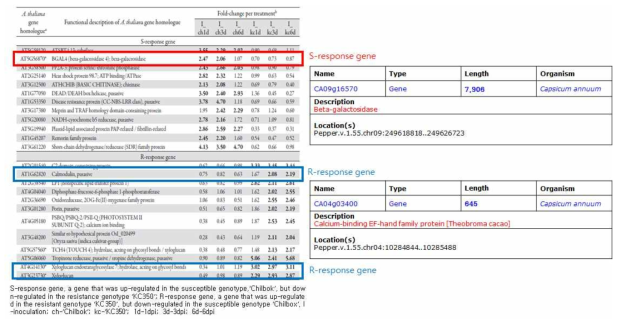 기 보고된 transcriptome study 결과에서 선발된 고추 풋마름병 저항성 관련 후보유전자