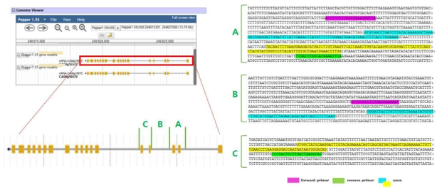 Primer design for [CA09g16570; beta-galactosidase 4 (BGAL4)]