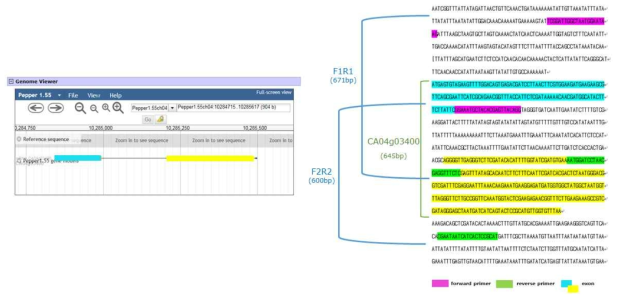 Primer design for [CA04g03400; Calcium-binding EF-hand family protein]