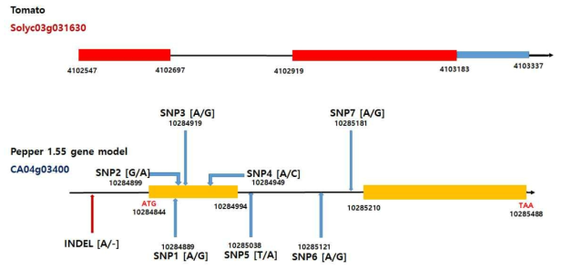 후보유전자 CA04g03400에서 탐색된 SNP 및 Indel positions