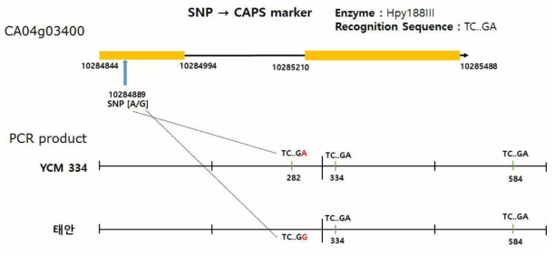 후보유전자 CA04g03400에서의 CAPS 마커 개발