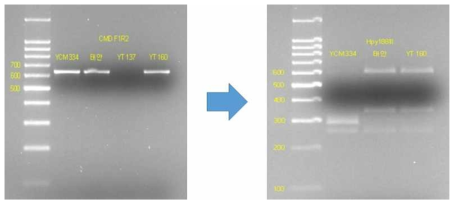 YCM334, 태안, YT137, YT160의 PCR 결과 (왼쪽) 및 각 PCR product에 대한 제한효소 처리 결과 (오른쪽)