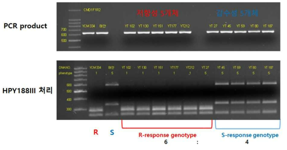 고추 풋마름병 저항성 및 감수성 개체들에 대한 CAPS 마커 test 결과