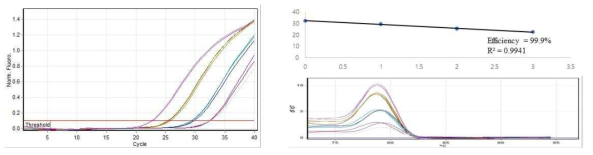 (좌) CA10g15480 primer의 증폭 결과, (우상) CA10g15480 primer의 efficiency graph (우하) CA10g15480 primer의 melting curve 사진