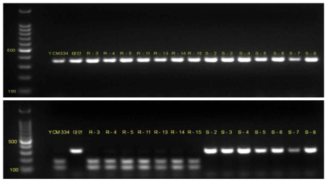 CA10g15480-cap-1의 electrophoresis 후 gel 사진. (위) 제한효소를 처리하기 전의 PCR product band, (아래) 제한효소 처리 후 band. R: 저항성 개체, S: 감수성 개체