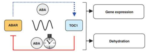 TOC1과 ABAR 사이의 상호작용과 조절과정에서 ABA와 생체시계의 영향