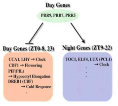 Model of CCG regulation by PRR9, PRR7 and PRR5
