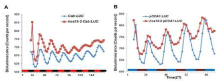 HOS15 돌연변이체 (hos15-2)의 생체주기 변화 A, pCAB:LUC; B, pCCA1:LUC