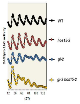생체주기 조절에서의 HOS15와 GI의 유전적 상관관계