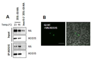 HOS15와 GI의 단백질 결합 확인 A. 면역침강법 2. BiFC