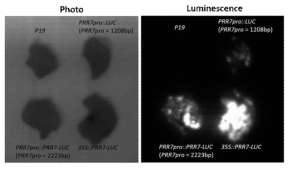 Luminescence analysis of PRR7pro::PRR7-LUC, PRR7::PRR7-LUC, and 35S::PRR7-LUC in N. benthamiana leaves. Luminescence signals of PRR7pro::PRR7- LUC, PRR7::PRR7-LUC, and 35S::PRR7-LUC were analyzed 3 days after Agrobacterium infiltration