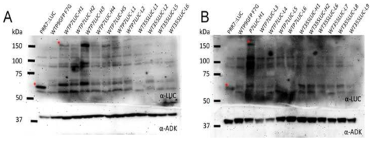 PRR7-LUC expression in 28-days old PRR7::PRR7-LUC/Col-0, 35S::PRR7-LUC/Col-0, and PRR7::PRR7-LUC/prr7-11 T1 transgenic plants grown in 12L:12D condition. Total proteins were extracted from 28-days old T1 transgenic plants at ZT10, and PRR7-LUC proteins were detected by anti-LUC. ADK protein was used as a loading control. Representative luciferase and PRR7-LUC proteins were indicated by red arrows. WTP7LUC, PRR7::PRR7-LUC/Col-0; WT35SLUC, 35S::PRR7-LUC/Col-0 ; P7LUC, PRR7::PRR7-LUC/prr7-11