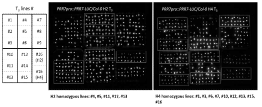 PRR7::PRR7-LUC/Col-0 H2 and H4 T3 progeny test. Individual T3 lines of PRR7::PRR7-LUC/Col-0 H2 and H4 were subjected to luminescence analysis at ZT9 to determine homozygosity. Homozygous lines are indicated by rectangles