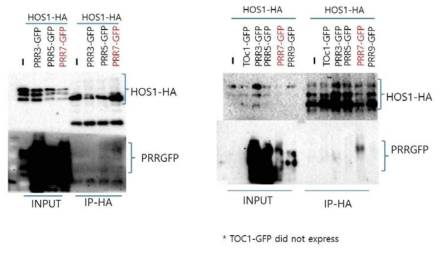 Interaction between HOS1 and PRR7 in planta. Transient expression in N. benthamiana of Arabidopsis PRRn-GFP proteins and HOS1-HA and the interaction between PRRn-GFP and HOS1-HA were analyzed co-immunoprecipitation followed by immunoblot. Two trials showed similar results