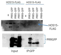 Interaction between HOS15 and PRR7 in planta. Transient expression in N. benthamiana of Arabidopsis PRRn-GFP proteins and HOS15-HA and the interaction between PRRn-GFP and HOS15-HA were analyzed co-immunoprecipitation followed by immunoblot. (그림 7 and 8 data from WY Kim lab)