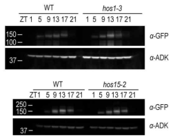 Diurnal cycle of PRR7 expression in Col-0 (WT), hos1 and hos15 at 22℃. The expression of GFP/FLAG-PRR7 in WT, hos1 and hos15 mutant background grown under 12h/12h light/dark cycle at 22 ℃ were examined. ADK protein was used as a loading control for normalization