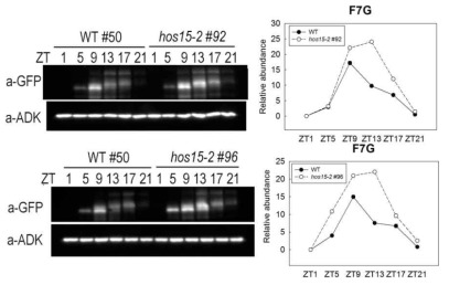 Diurnal expression analysis of PRR7 protein in hos15-2 entrained at 15℃. F7G/WT and F7G/hos15-2 were cultivated in 12L/12D at 22℃ for 8 days and transferred to 12L/12D 15℃. After 4 days, the 12 day-old seedlings were harvested from ZT 1 to ZT21 every 4 hours, and GFP-PRR7 protein levels were analyzed by western blot. Same experiments were performed with different segregated progenies. ADK was used to equally quantify the amount of input proteins. Bar graph indicates relative intensities of protein bands