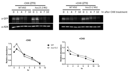 Analysis of PRR7 protein stability in hos15-2 entrained at 22℃ in constant white light condition followed by CHX treatment. F7G/WT and F7G/hos15-2 were cultivated in 12L/12D at 22℃ for 8 days and transferred to 12L/12D 22℃. After 4 days, 12 day-old seedlings were transferred to liquid media, and CHX or ethanol was added to the media. The seedlings were collected 0, 1, 4, 7, 10 hours after CHX treatment in constant light condition at 22℃. ADK was used to equally quantify the amount of input proteins. Bar graph indicates relative intensities of protein bands