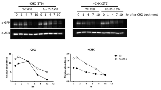 Analysis of PRR7 protein stability in hos15-2 entrained at 15℃ in constant white light followed by CHX treatment. F7G/WT and F7G/hos15-2 were cultivated in 12L/12D at 22℃ for 8 days and transferred to growth chamber under 12L/12D at 15℃ After 4 days, 12 day-old seedlings were transferred to liquid media, and CHX or ethanol was added to the media. The seedlings were collected 0, 1, 4, 7, 10 hours after CHX treatment in constant light condition at 15℃ PRR7 protein levels were analyzed by western blot. ADK was used to equally quantify the amount of input proteins. Same experiments were repeated three times. Bar graph indicates relative intensities of protein bands