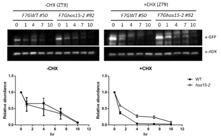 Analysis of PRR7 protein stability in hos15-2 entrained at 15℃ in darkness followed by CHX treatment. F7G/WT and F7G/hos15-2 were cultivated in 12L/12D at 22℃ for 8 days and transferred to 12L/12D at 15℃. After 4 days, 12 day-old seedlings were transferred to liquid media, and CHX or ethanol was added to the media. The seedlings were collected 0, 1, 4, 7, 10 hours after CHX treatment in constant dark at 15℃. ADK was used to quantify the amount of input proteins. Result represents an average of two biological replicates