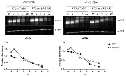 Analysis of PRR7 protein stability in hos15-2 entrained at 22℃ in darkness followed by CHX treatment. F7G/WT and F7G/hos15-2 were cultivated in 12L/12D at 22℃ for 8 days and transferred to growth chamber under 12L/12D at 1 5℃. After 4 days, 12 day-old seedlings were transferred to liquid media, and CHX or ethanol was added to the media. The seedlings were collected 0, 1, 4, 7, 10 hours after CHX treatment in constant dark at 22℃. ADK was used to quantify the amount of input proteins