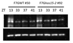 Expression analysis of PRR7 protein at extended night in hos15-2 entrained at 15℃. F7G/WT and F7G/hos15-2 were grown under 12L/12D 22℃ for 8 days and transferred to 12L/12D 15℃. After 4 days, the 12 day-old seedlings were collected at ZT13, ZT33, ZT37, and ZT41 in darkness
