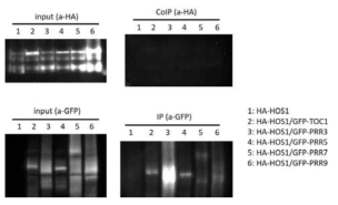Interaction test between HA-HOS1 and PRRn-GFP by coimmunoprecipitation in N. benthamiana. HA-HOS1 and PRRn-GFP were expressed by bacterial infiltration in N. benthamiana and those protein-protein interactions were analyzed by coimmunoprecipitation. Experiments were performed twice
