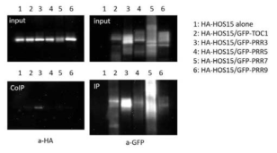 Interaction test between HA-HOS15 and PRRn-GFP by coimmunoprecipitation in N. benthamiana. HA-HOS15 and PRRn-GFP were expressed by bacterial infiltration in N. benthamiana and those protein-protein interactions were analyzed by coimmunoprecipitation. Experiments were performed twice