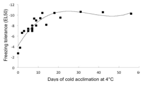 Cold acclimation of B. rapa R500. Freezing tolerance, as determined by electrolyte leakage, increases with duration of exposure to 4°C and saturates after about 14 days