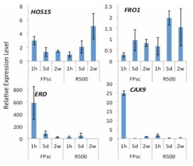 Expression of candidate genes in FPsc and R500 in response to cold. Transcript accumulation was analyzed by quantitative RT-PCR. Plants were grown at 22°C for two weeks before transfer to 4°C at dawn (T=0). RNA was isolated from entire shoots in triplicate and three technical replicates were performed for each sample. Data (mean ± SEM) are expressed relative to the average of UBC11 and TFC-A mRNA abundances