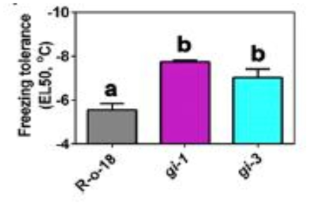 Loss of GI function confers increased freezing tolerance. EL50 is the temperature at which 50% of electrolytes are lost(Xie et al. 2015)