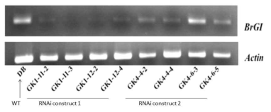 Antisense knockdown of GI expression in B. rapa Chinese cabbage DB. Two individual lines derived from each of 4 independent transgenic insertion events are shown. Actin mRNA is a loading control