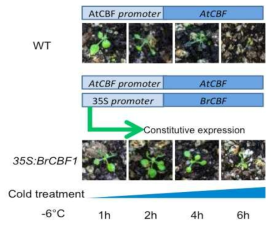 Overexpression of B. rapa CBF1 in Arabidopsis confer constitutive freezing tolerance. Two weeks old plants were transferred to -6ºC for up to 6 hours before being transferred back to 22°C for a week