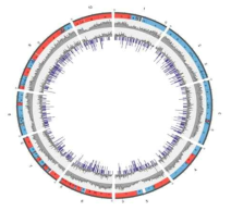Circular map of B. rapa R500 de novo genome assembly. Outer ring indicate blocks of synteny with Arabidopsis. Blue indicates Least fractionated and red indicates Most Fractionated genomes. Second ring indicates gene density. Third rings indicate genes that exhibit circadian cycling in transcript abundance. Innermost blue lines indicate LTR density