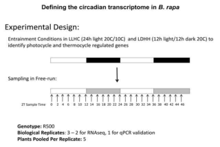 Experimental design for RNA-seq analysis of circadian transcriptome