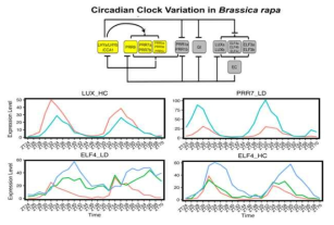 Differential expression of clock gene paralogs following entrainment to either thermocycles (HC) or photocycles (LD). In each case, the paralog in the Least Fractionated genome is expressed at the highest level