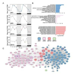 Modules positively correlated with physiology are associated with metabolism and light harvesting processes. (A) Mean log2 FPKM expression profiles of genes in the dM1, dM5, and dM10 modules that are positively correlated with stomatal conductance and identified by JTK-CYCLE as having an amplitude change between well-watered and droughted samples. Grey lines are always well-watered. White and black bars along the x-axis represent the day and night time points, respectively. (B) Top 10 associated GO terms for dM1 (top), dM5 (middle), and dM10 (bottom). (C) Genes identified in the dM1, dM5, dM10, and dM19 modules with known Arabidopsis orthologs are shown in the network view. Nodes are colored based on module and size based on module membership. The larger nodes are highly connected within a module and have greater ‘hubness’. The nodes circled in purple were validated by Nanostring