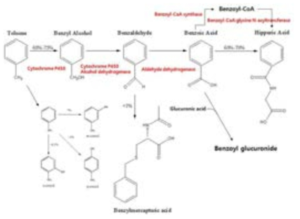 인체의 toluene 대사. 식물의 toluene 대사는 알려진 것이 없다. 식물에 분리하고자 하는 유전자를 붉게 표시함