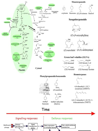 식물유래 휘발성 유기물질 일반적 종류와 이들이 식물에서 생체방어의 일종으로 합성, 생산되는 시간적 과정